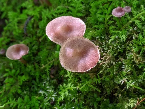 Cortinarius cistopulchripes