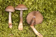 Cortinarius harvardensis thumbnail 1