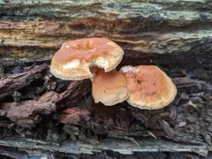 Hydnum cuspidatum thumbnail 2