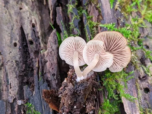 Homophron camptopodum