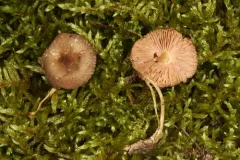 Pluteus austrofulvus thumbnail 3