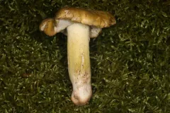 Tricholoma floridanum thumbnail 2