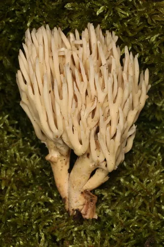 Clavaria arborea