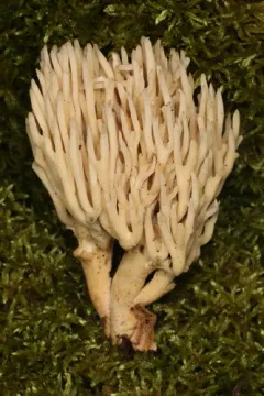 Clavaria arborea thumbnail 1