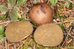 Rhizopogon pseudoroseolus thumbnail 2