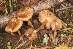 Inocybe diminuta thumbnail 2