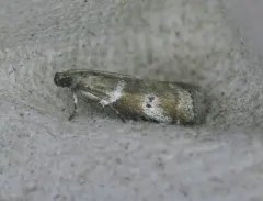 Cranberry Fruitworm Moth thumbnail 3