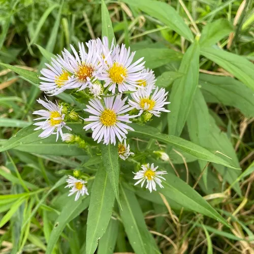 shining aster