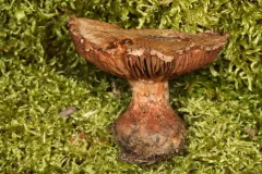 Cortinarius subrimosus thumbnail 2