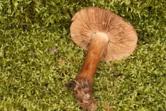 Hebeloma australe thumbnail 3