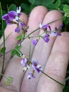trailing lespedeza thumbnail 2