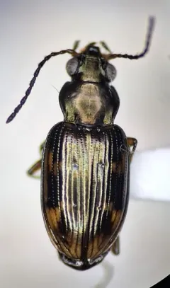 Bembidion debiliceps thumbnail 2