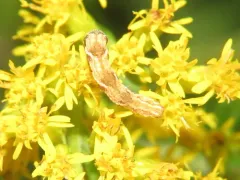 Grey Pug Moth thumbnail 3