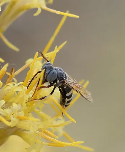 Microbembex californica