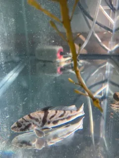 Northern Kingfish thumbnail 3