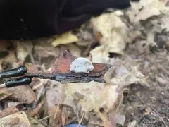 Cyanosporus caesiosimulans thumbnail 2