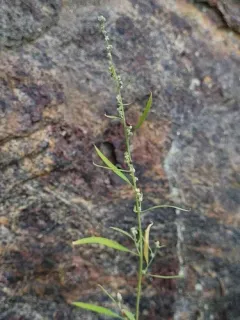 Fogg's Goosefoot thumbnail 2