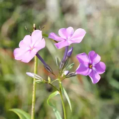 smooth phlox thumbnail 3