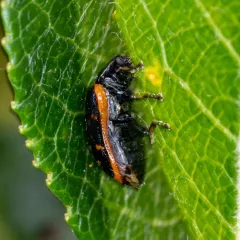 Willow Leaf Beetle thumbnail 2