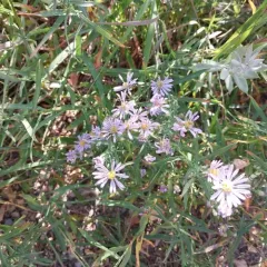 western aster thumbnail 4