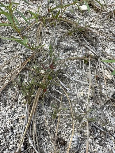 delicate gilia