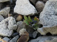 Northern Buttercup thumbnail 2