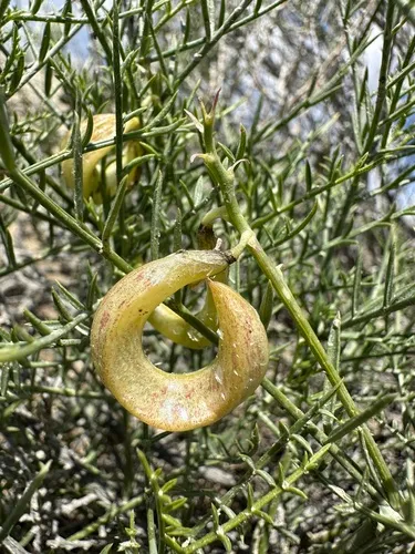 Fourwing Milkvetch