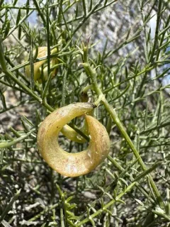 Fourwing Milkvetch thumbnail 1