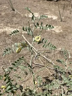 Alvord Milkvetch thumbnail 2