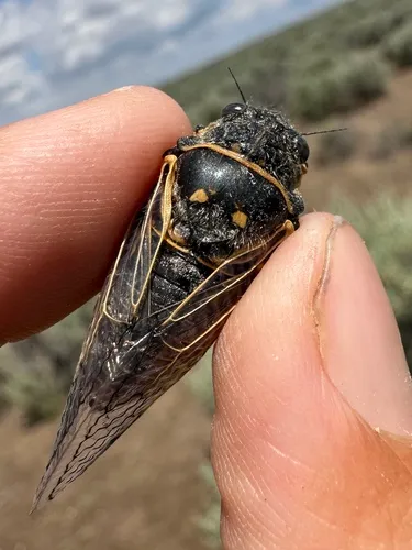 Okanagana gibbera