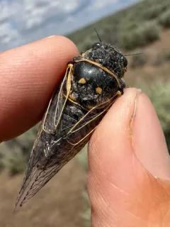 Okanagana gibbera thumbnail 1