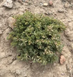 Bud Sagebrush thumbnail 2