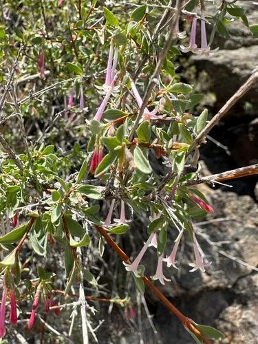 fragrant snowberry