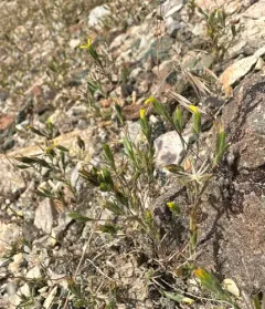 wirestem thumbnail 1
