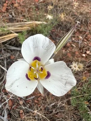 Leichtlin's Mariposa Lily