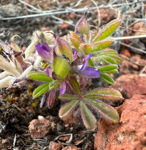 shortstem lupine