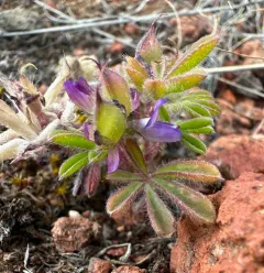 shortstem lupine thumbnail 1