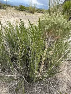 Iodinebush thumbnail 2