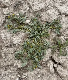 Playa Phacelia thumbnail 1