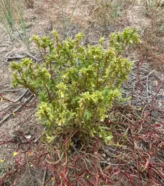 Sticky Phacelia thumbnail 2