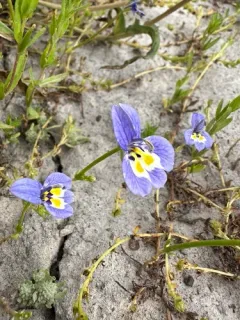 harlequin calicoflower thumbnail 2