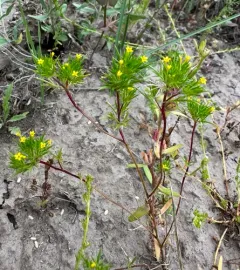 yellow pincushion plant thumbnail 1