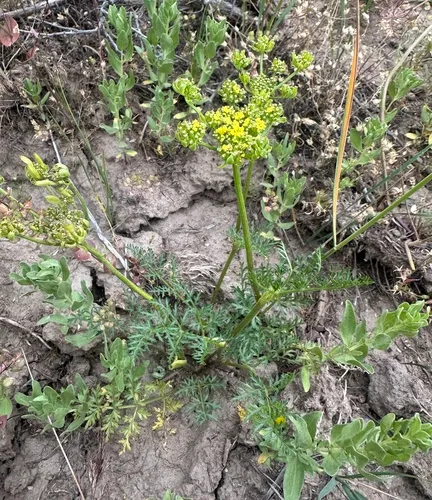 broadsheath desert parsley