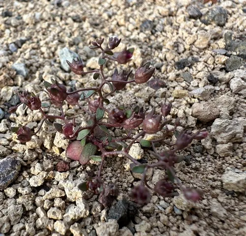 stoutstem threadplant