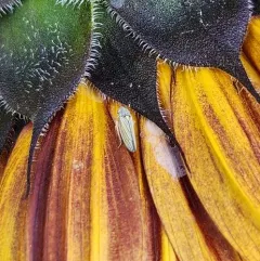 Neokolla hieroglyphica thumbnail 3