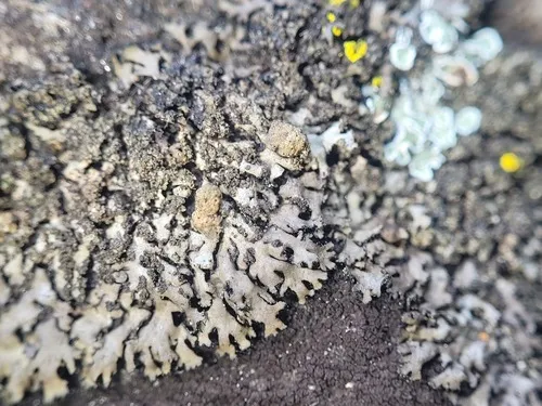 Lichenochora obscuroides