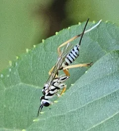 Messatoporus compressicornis thumbnail 2