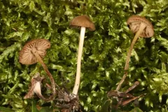 Entoloma cornicolor thumbnail 3