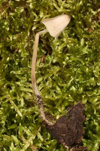 Mycenella trachyspora