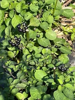 Garden Huckleberry thumbnail 1